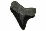 Posterior Juvenile Megalodon Tooth - South Carolina #375896-1